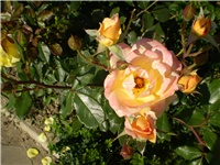 7eba113f-Picture 2588.jpg